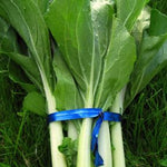 Load image into Gallery viewer, Bok Choi, &#39;Prize Choi&#39;

