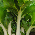Load image into Gallery viewer, Bok Choi, &#39;Prize Choi&#39;
