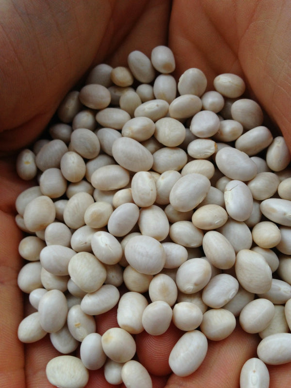 Bean, Bush Dry, 'Purgatorio'