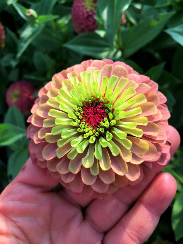 Zinnia, 'Queen Red Lime'