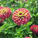 Load image into Gallery viewer, Zinnia, &#39;Queen Red Lime&#39;
