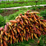 Load image into Gallery viewer, Carrot, &#39;Rainbow Mix&#39;
