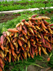Load image into Gallery viewer, Carrot, &#39;Rainbow Mix&#39;
