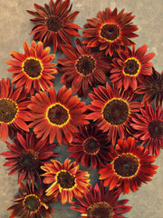 Load image into Gallery viewer, Sunflower, &#39;Reds&#39;
