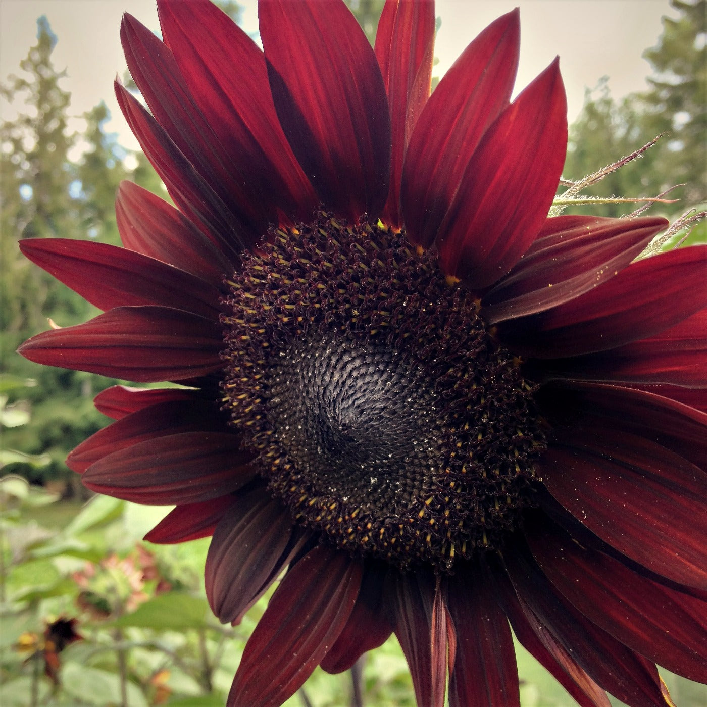 Flowers | Uprising Seeds