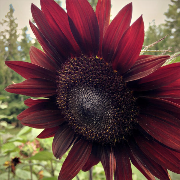 Sunflower, 'Reds'