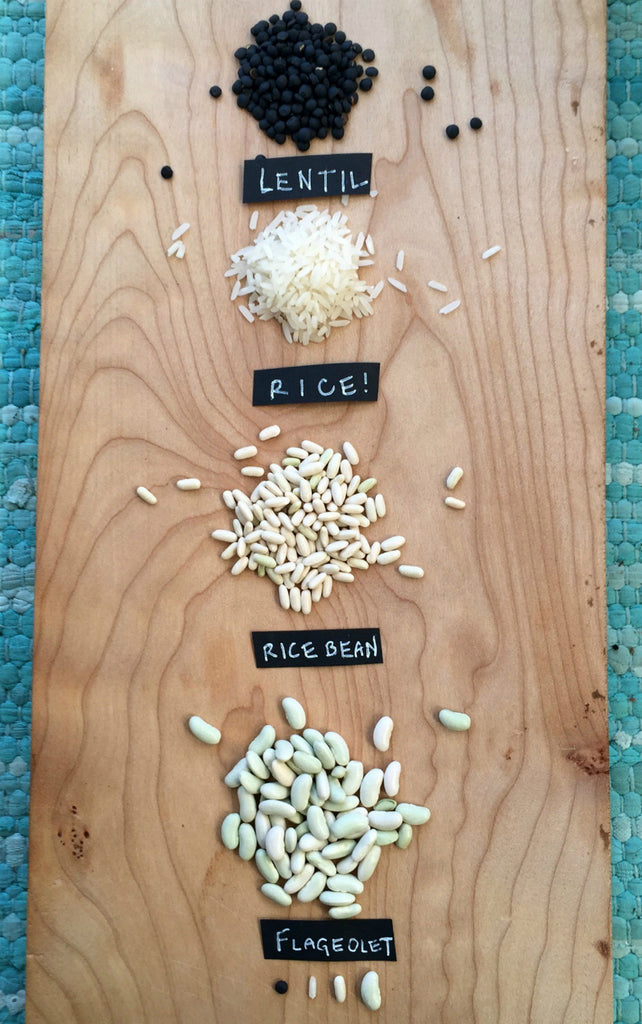 Bean, Bush Dry, 'Hungarian Rice Bean' | Uprising Seeds