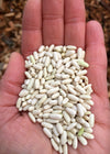 Bean, Bush Dry, 'Hungarian Rice Bean'