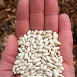 Load image into Gallery viewer, Bean, Bush Dry, &#39;Hungarian Rice Bean&#39;
