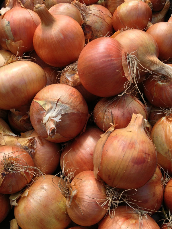 Storage Onion, 'Rijnsburg 5'