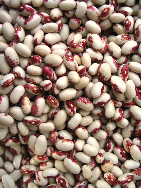 Bean, Bush Dry, 'Rockwell'