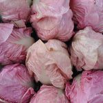 Load image into Gallery viewer, Radicchio (Rosa del Veneto), &#39;Rosato&#39;
