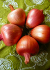 Storage Onion, 'Rossa di Milano'