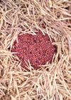 Bean, Bush Dry, 'Rosso di Lucca'
