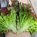 Load image into Gallery viewer, Lettuce, &#39;Royal Red&#39;
