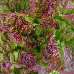 Load image into Gallery viewer, Lettuce, &#39;Royal Red&#39;
