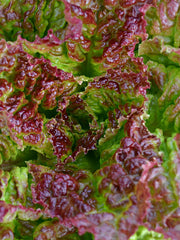 Load image into Gallery viewer, Lettuce, &#39;Royal Red&#39;

