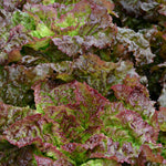 Load image into Gallery viewer, Lettuce, &#39;Royal Red&#39;
