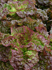 Load image into Gallery viewer, Lettuce, &#39;Royal Red&#39;
