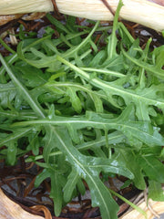 Load image into Gallery viewer, Arugula, &#39;Rucola&#39;

