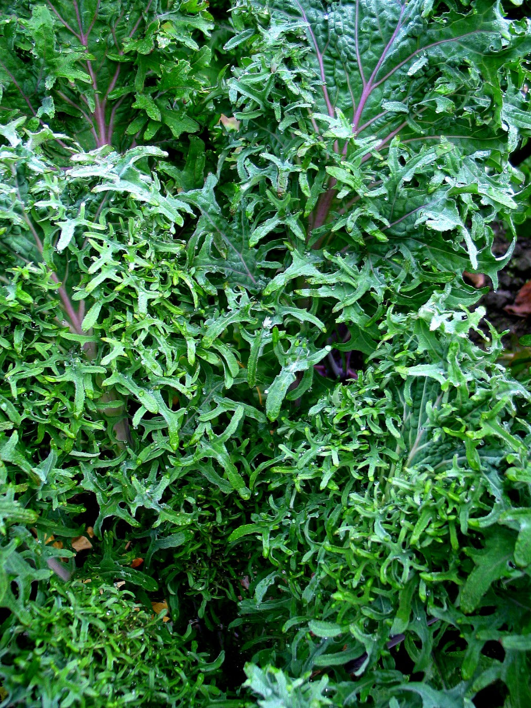 Kale Russian Frills Uprising Seeds kale-russian-frills-uprising-seeds