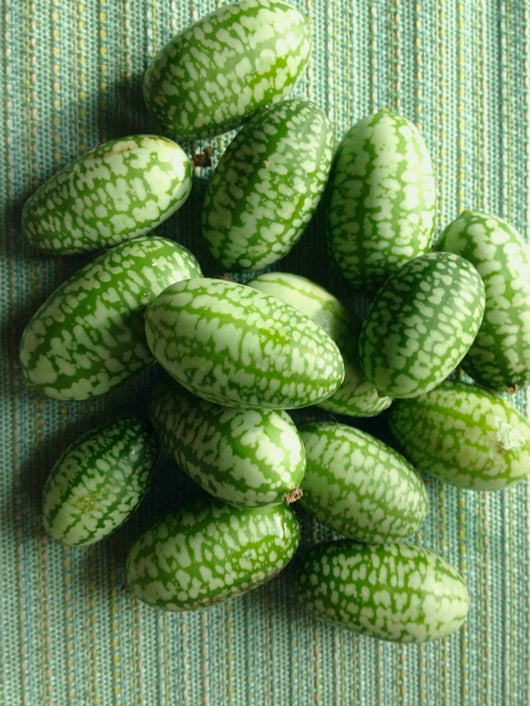 Cucumber (Mexican Sour Gherkin, Cucamelon), 'Sandita'