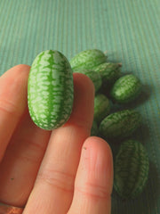 Load image into Gallery viewer, Cucumber (Mexican Sour Gherkin, Cucamelon), &#39;Sandita&#39;
