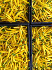 Load image into Gallery viewer, Hot Pepper, &#39;Sarit Gat&#39;
