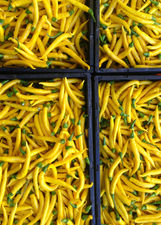 Hot Pepper, 'Sarit Gat'