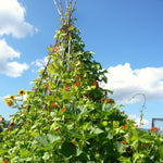 Load image into Gallery viewer, Bean, Pole Runner, &#39;Scarlet Emperor&#39;
