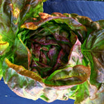 Load image into Gallery viewer, Lettuce, &#39;Scarlet Butter&#39;
