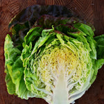 Load image into Gallery viewer, Lettuce, &#39;Scarlet Butter&#39;
