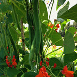 Load image into Gallery viewer, Bean, Pole Runner, &#39;Scarlet Emperor&#39;
