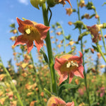 Load image into Gallery viewer, Nicotiana, &#39;Peach Screamer&#39;
