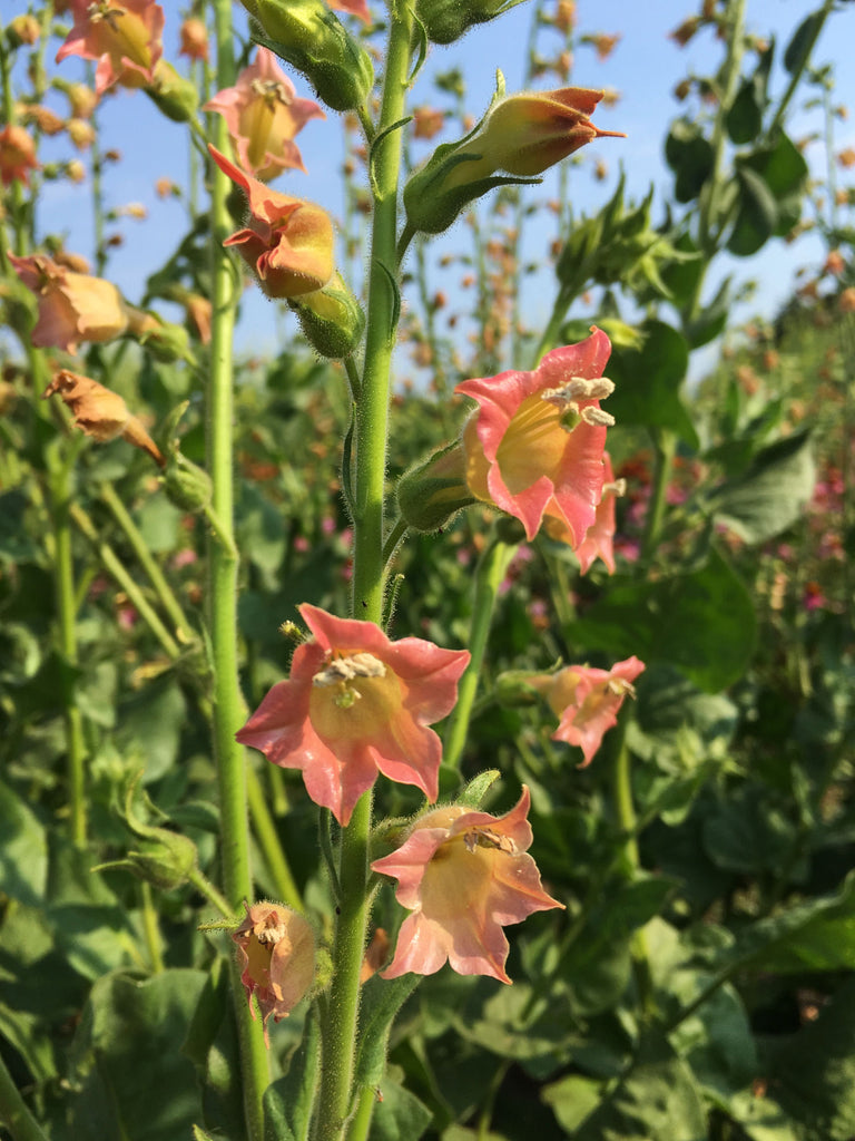 Nicotiana, 'Peach Screamer' | Uprising Seeds