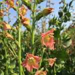 Load image into Gallery viewer, Nicotiana, &#39;Peach Screamer&#39;

