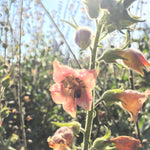 Load image into Gallery viewer, Nicotiana, &#39;Peach Screamer&#39;
