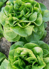 Lettuce, 'Winter Density'