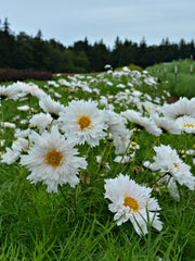 Load image into Gallery viewer, Cosmos, &#39;Snow Puff&#39;
