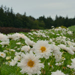 Load image into Gallery viewer, Cosmos, &#39;Snow Puff&#39;
