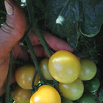 Load image into Gallery viewer, Tomato, &#39;Snow White&#39;
