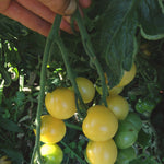 Load image into Gallery viewer, Tomato, &#39;Snow White&#39;
