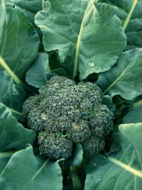 Broccoli, 'Solstice'