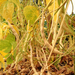 Load image into Gallery viewer, Bean, Pole Dry, &#39;Pescia&#39;
