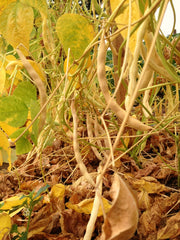 Load image into Gallery viewer, Bean, Pole Dry, &#39;Pescia&#39;
