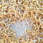 Load image into Gallery viewer, Bean, Pole Dry, &#39;Pescia&#39;
