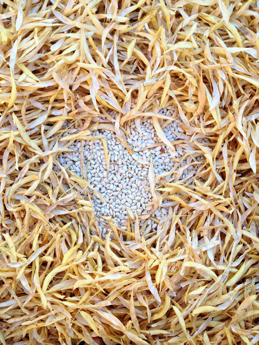 Bean, Pole Dry, 'Pescia'