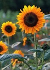 Sunflower, 'Soraya'