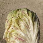 Load image into Gallery viewer, Radicchio (Variegato di Lusia), &#39;Sorgente&#39;
