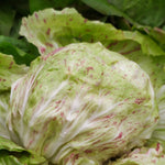 Load image into Gallery viewer, Radicchio (Variegato di Lusia), &#39;Sorgente&#39;
